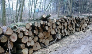 akacja "mokra"- drewno układane na samochodzie
akacja "sucha"- drewno układane na samochodzie