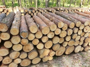 sosna "mokra"- drewno układane na samochodzie
sosna "sucha"- drewno układane na samochodzie